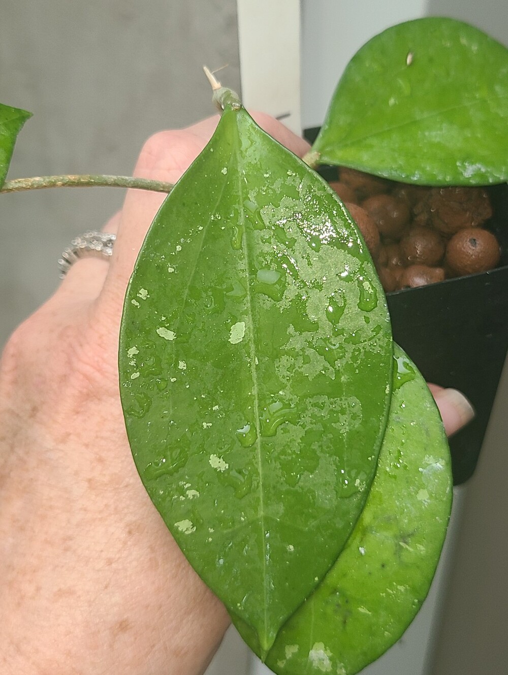 Hoya AH-047 - Picture 6 of 7